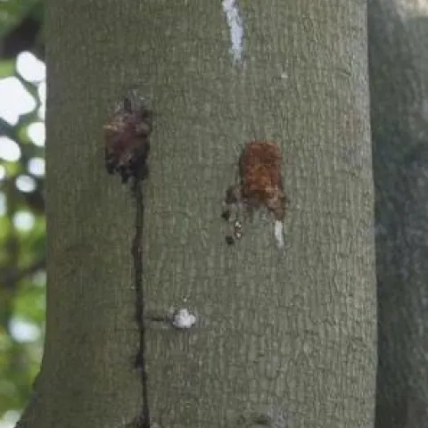 bacterial canker