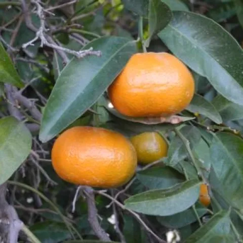 mandrain