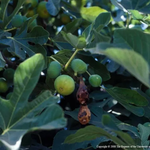 fig