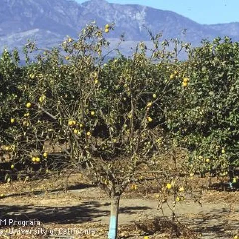 dry root rot
