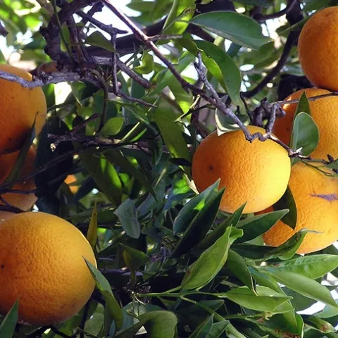 Orange 7[1]