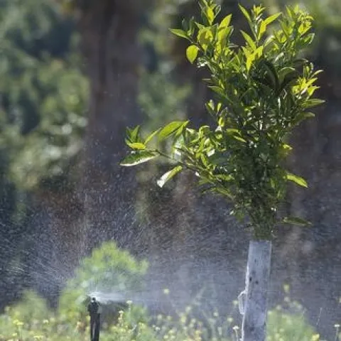 citrus spray