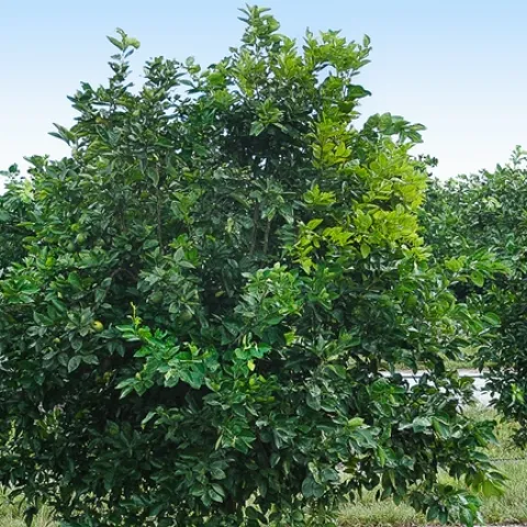 HLB citrus