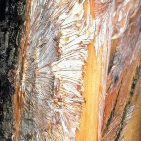 armillaria