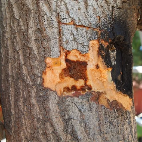 shot hole borer