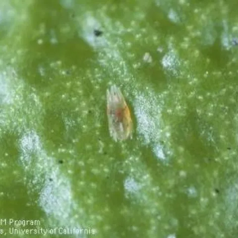 Brevipalpus
