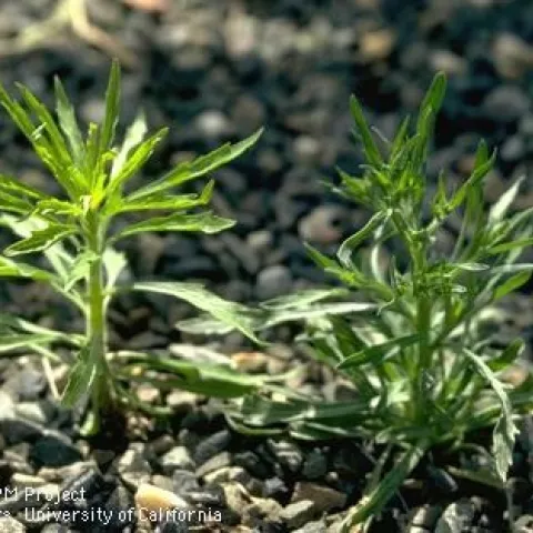 hairy fleabane