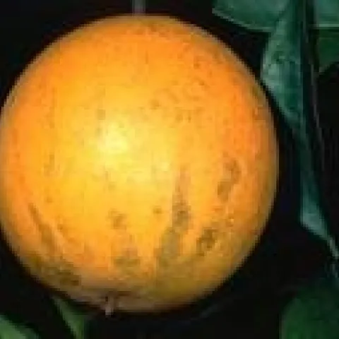 citrus tear stain