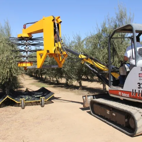 jatropha harvester