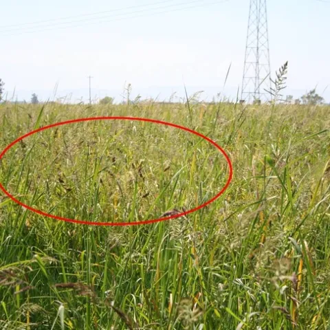 Jap millet field