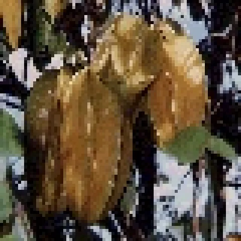 star fruit