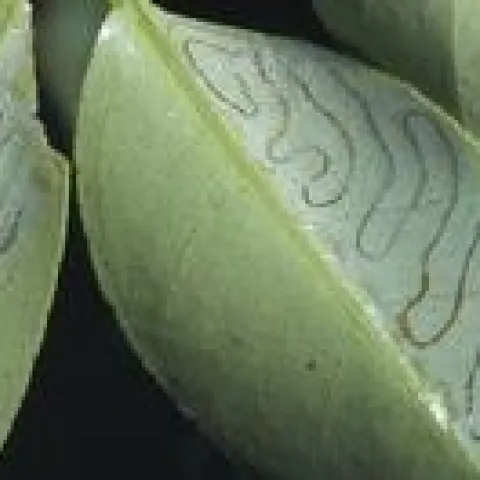 CLM
