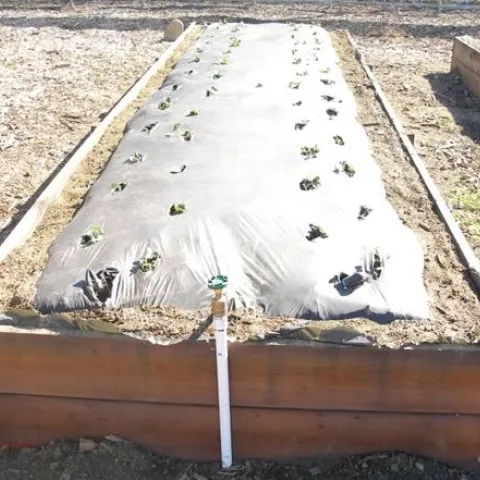 Strawberry bed