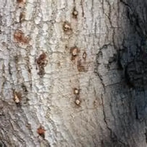 PSHB damage