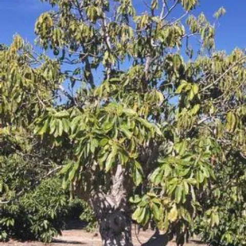 root rot canopy