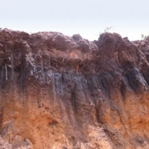 biochar soil