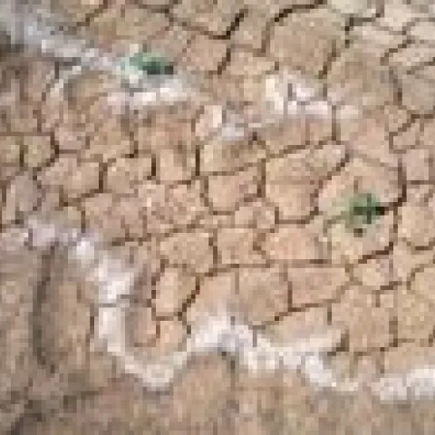 soil
