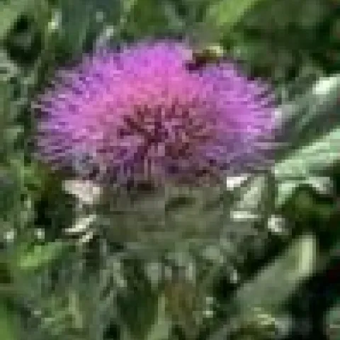 bumblebee