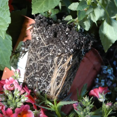 diseased plant