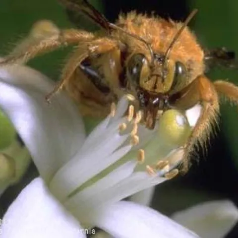 carpenter bee