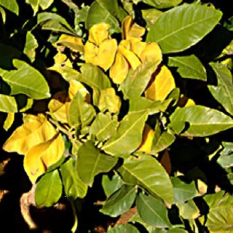 winter yellows