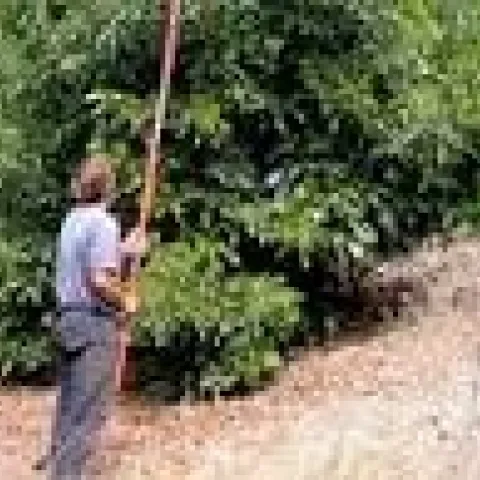 avocado pruning