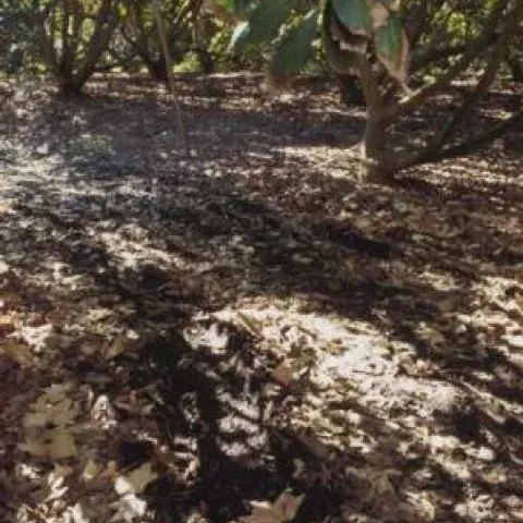 avocado grove