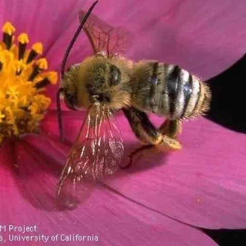 bee guide