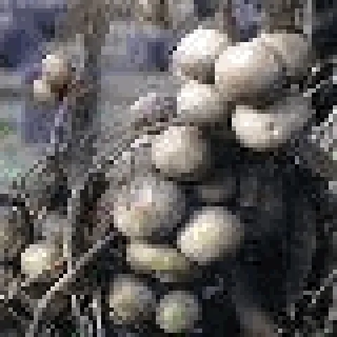 White sapote