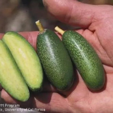 avocado fruit