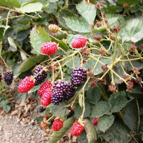 bblackberry 1