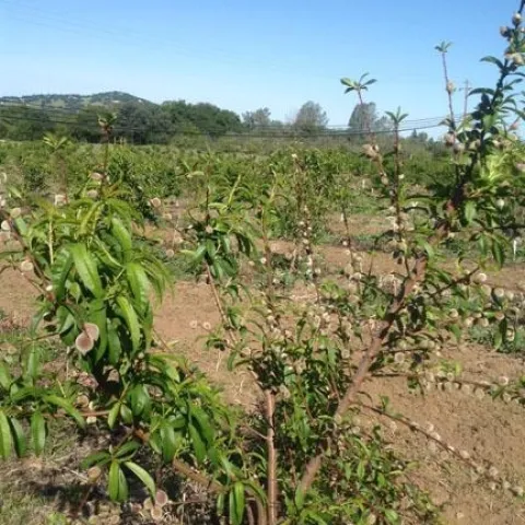 uneven peach bloom