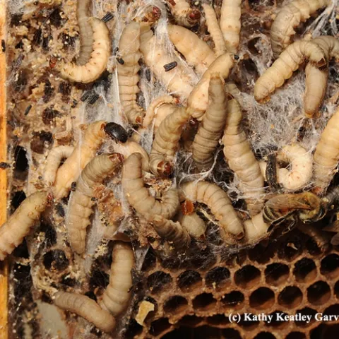Wax moth larvae and a hive beetle (top left). (Photo by Kathy Keatley Garvey)