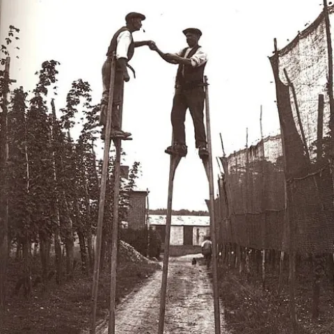 Hops