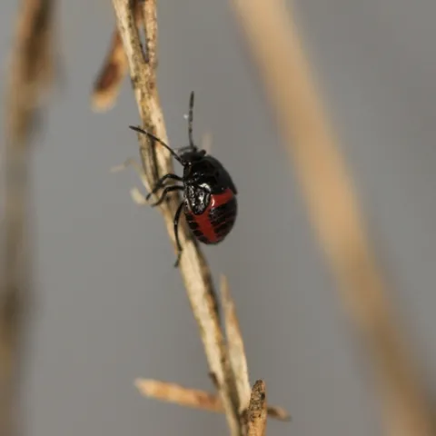 20121221 Bagrada