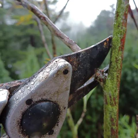 pruners
