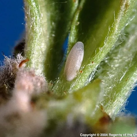 syrphid eggs