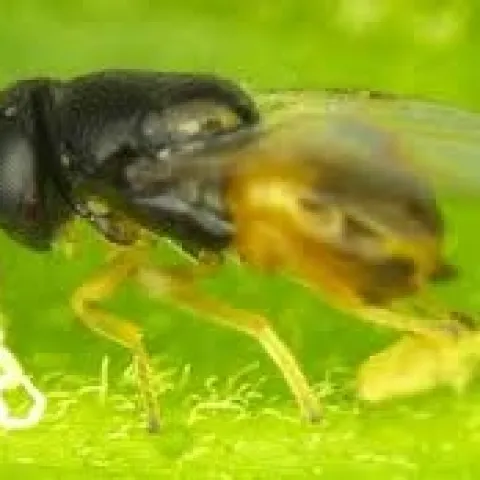 Diaphorencyrtus