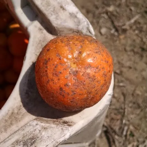 scale mandarin
