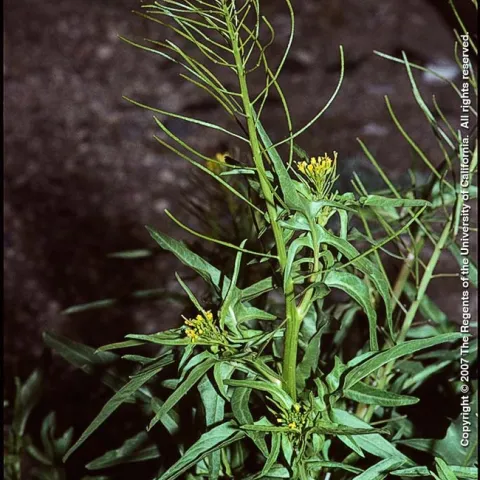 sowthistle