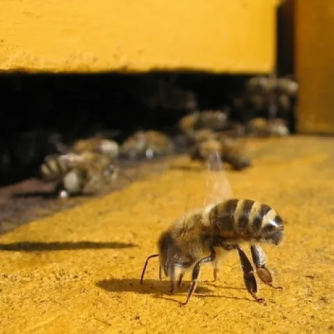 honeybee at hive