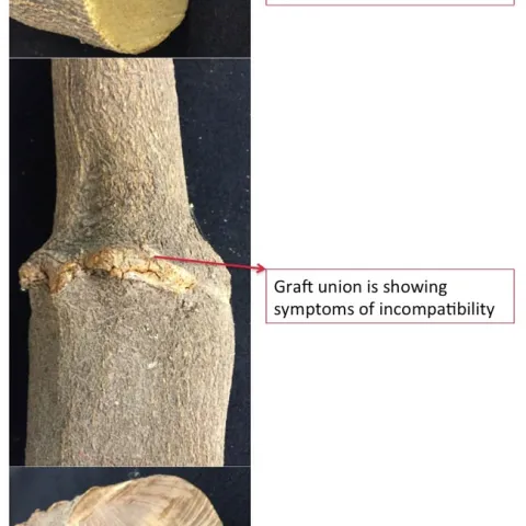 dry root rot