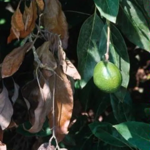 stem blight