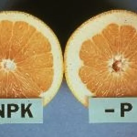 p deficiency in citrus