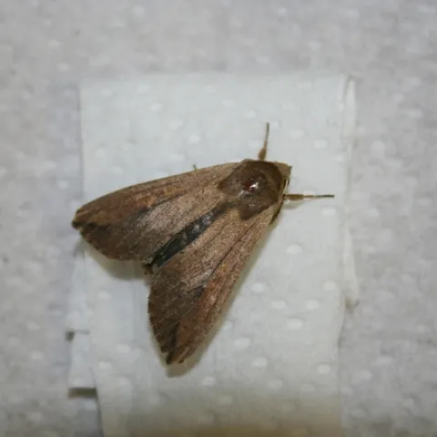 Armyworm adult #1
