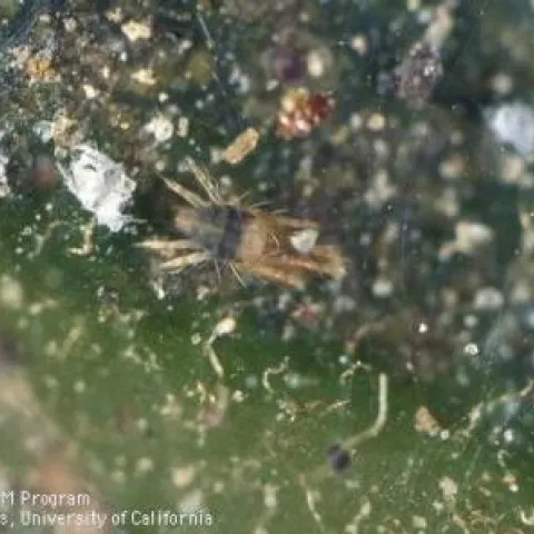 avocado brown mite