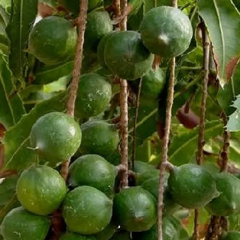 MacNutTree