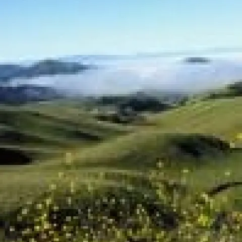 fog