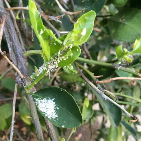 ACP nymph wax