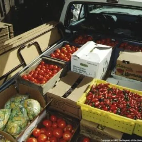 farmers market
